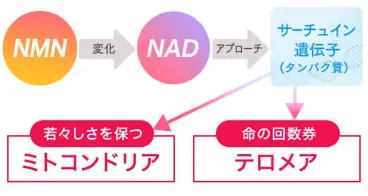 NMNがミトコンドリア・テロメアにアプローチするプロセスの図解